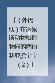 （外代二线）布达佩斯动物和植物园的西伯利亚虎宝宝（2）
