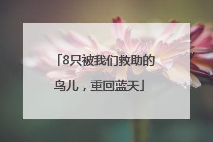 8只被我们救助的鸟儿，重回蓝天